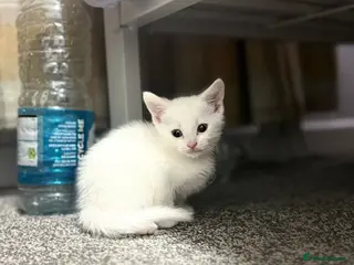 Khao Manee cats Pure White Cute kitten - Advert 3