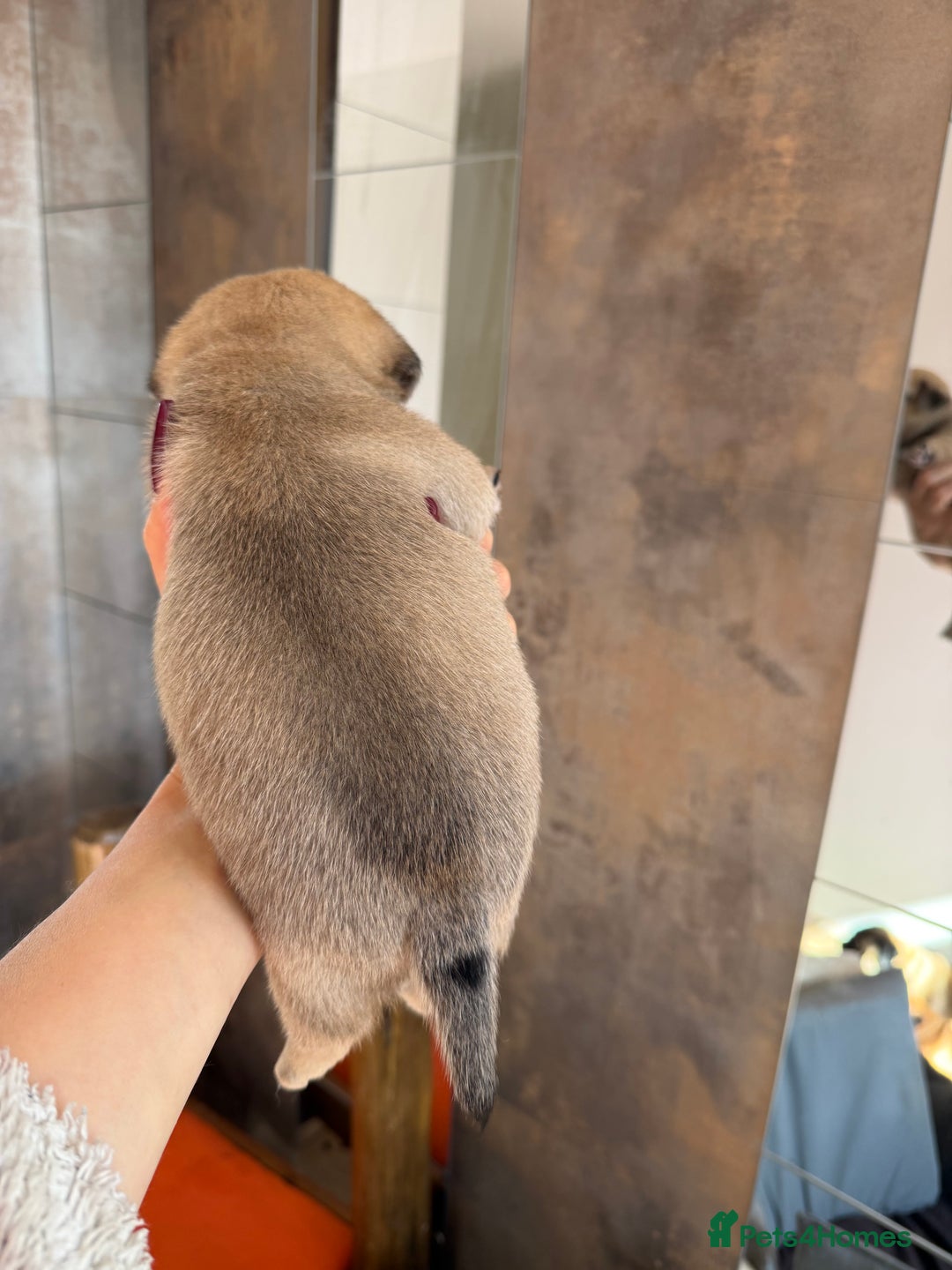 Mixed Breed dogs for sale: Adorable Pug x Pomeranian Puppies  - Image 13