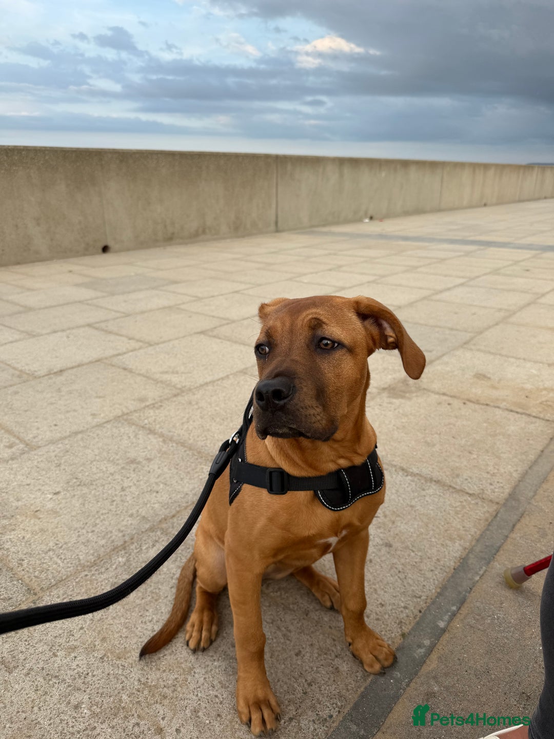 Mixed Breed dogs for sale: 6 month old female ridgeback mastiff cross. - Image 10