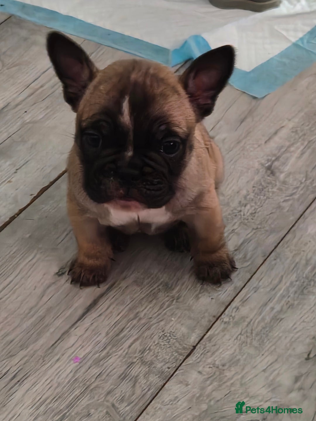 Mixed Breed dogs for sale:  Female Hybrid Bulldog Pups - Image 11