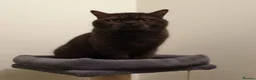 British Shorthair cats for sale: Chocolate BSH male active reg stud  - Advert 2