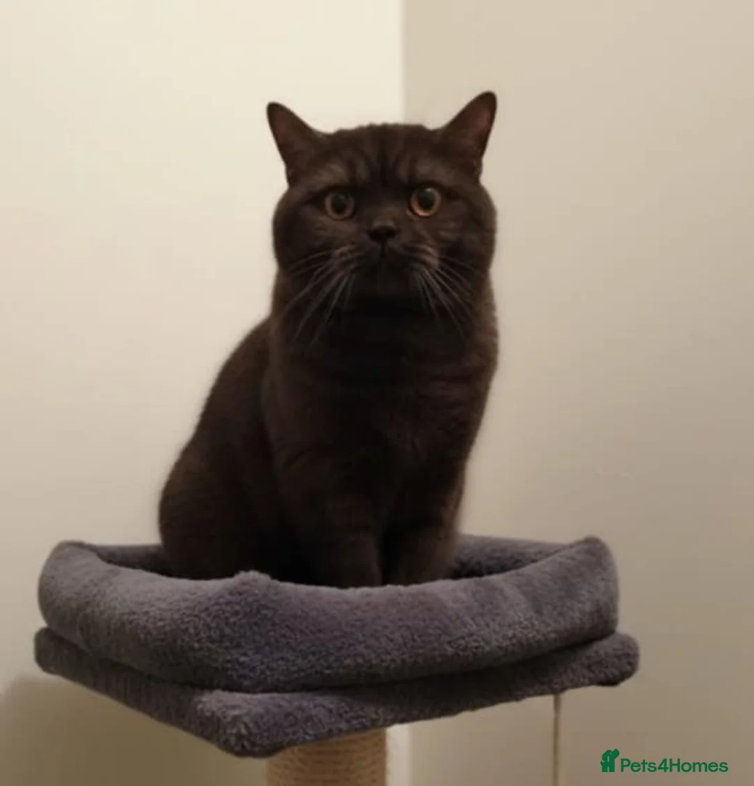 British Shorthair cats for sale: Chocolate BSH male active reg stud  - Advert 2