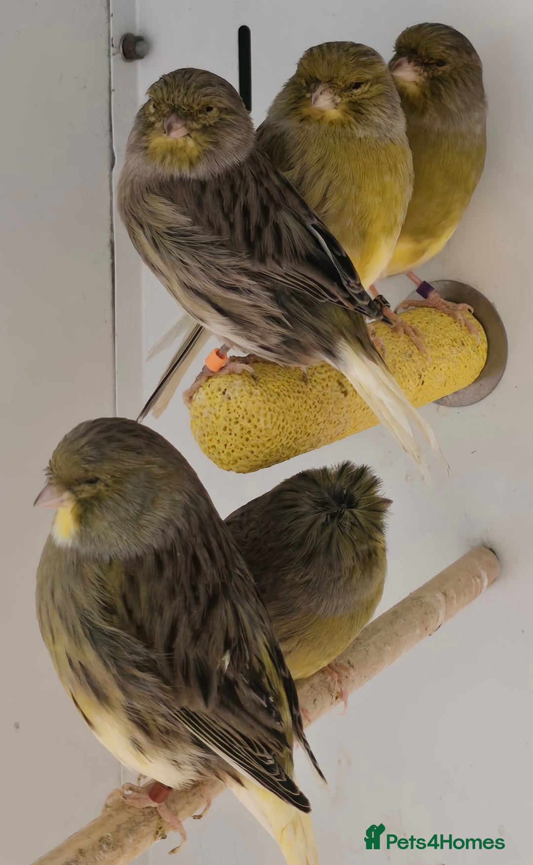 Canaries birds for sale: Gorgeous cute canaries available now!!! - Advert 10