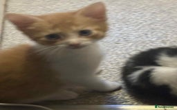 Mixed Breed cats for sale: Kittens for sale  - Image 4