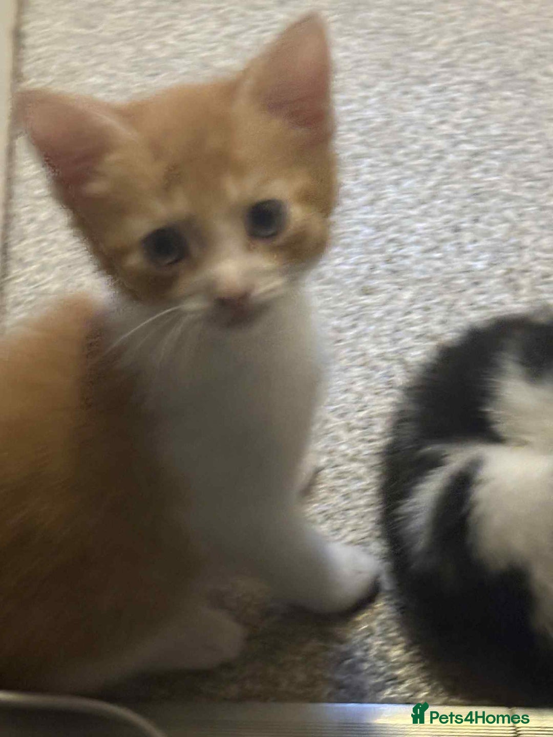 Mixed Breed cats for sale: Kittens for sale  - Image 4