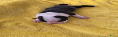 Boston Terrier 5