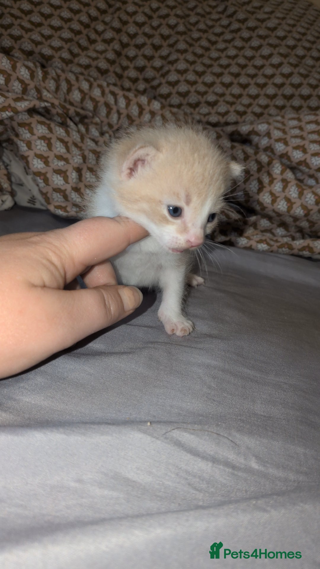 Mixed Breed cats for sale: Mixed breed - Advert 12