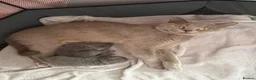 British Shorthair cats for sale: British Shorthair Kittens  - Advert 2