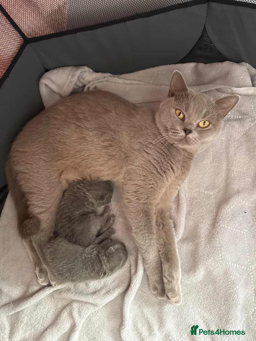 British Shorthair cats for sale: British Shorthair Kittens  - Advert 2
