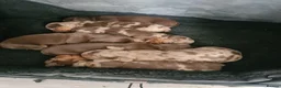 Miniature Dachshund dogs for sale: Beautiful minature dashshunds  - Advert 1