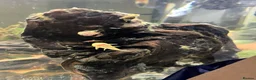 Catfish fish for sale: Bristlenose catfish (Ancistrus sp.) - Advert 4