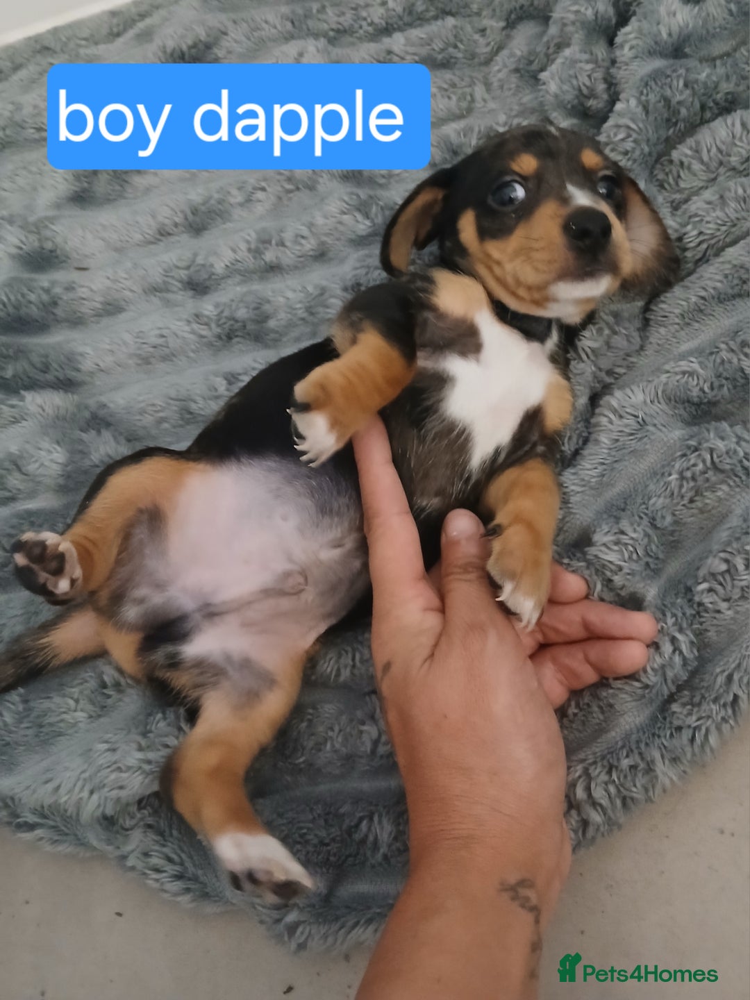 Chiweenie dogs for sale: Ready now 7 xsmall chiweenies fur babies  - Image 2