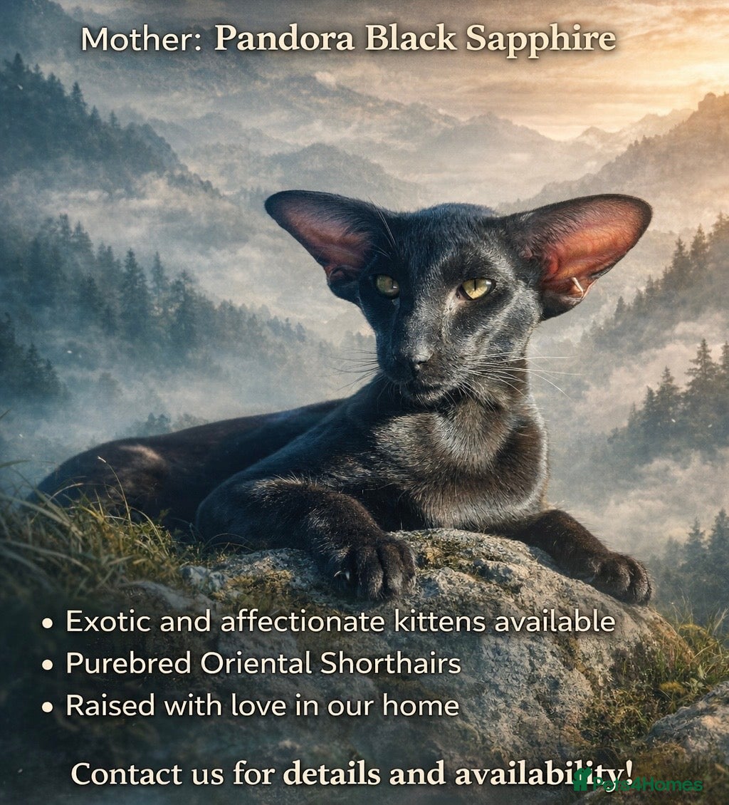 Oriental cats Exclusive Pedigree Modern Shape Orientals GCCF - Advert 6