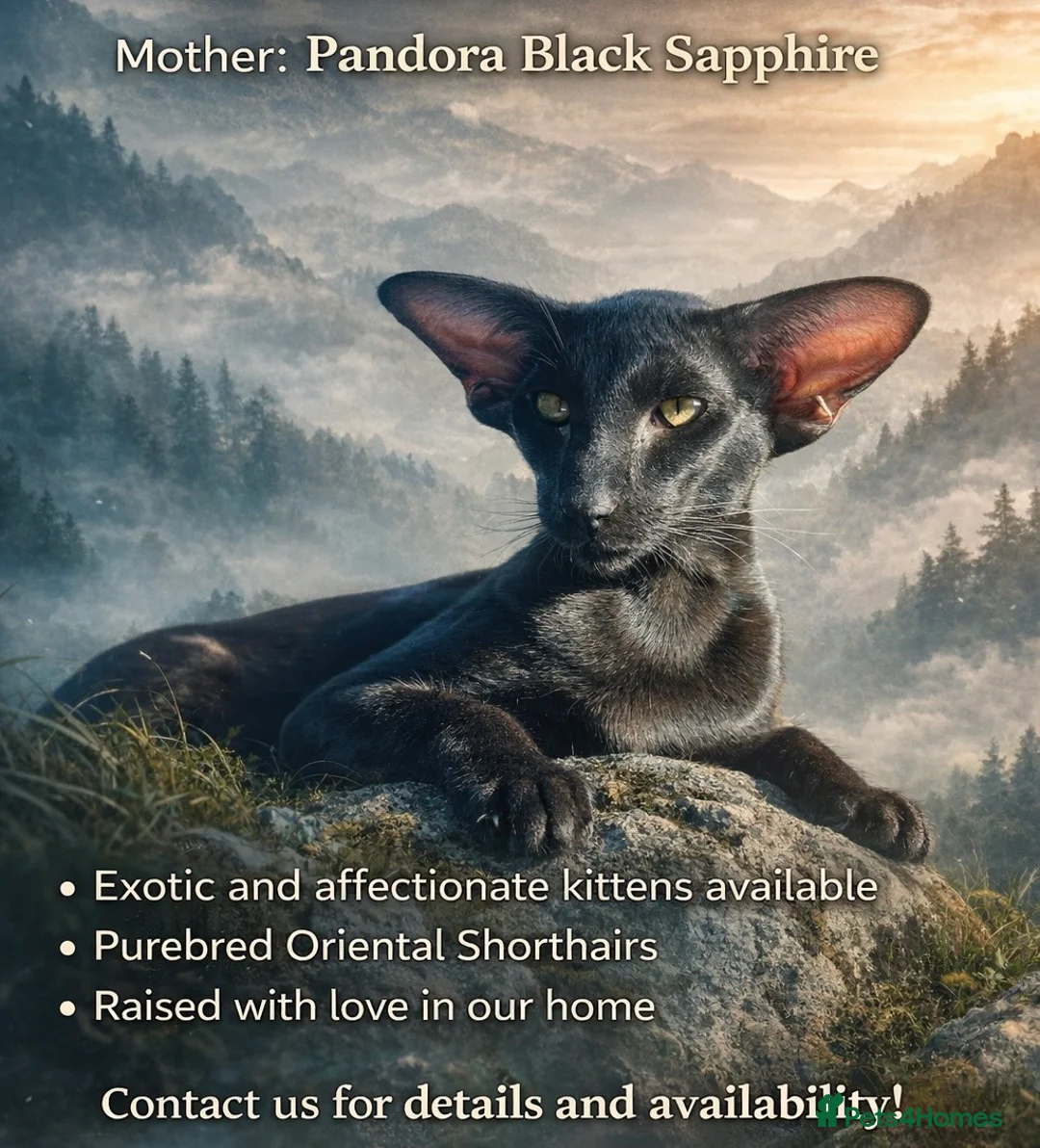 Oriental cats for sale: Exclusive Pedigree Modern Shape Orientals GCCF - Advert 1