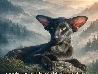 Oriental cats Exclusive Pedigree Modern Shape Orientals GCCF - Advert 6