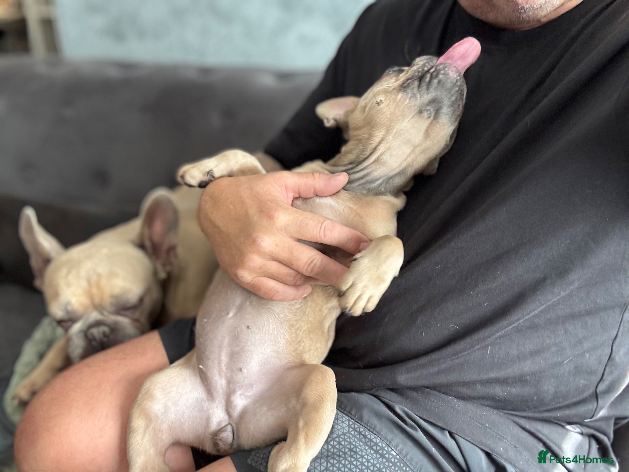 French Bulldog dogs 🐾 Last beautiful girl left 🐾 - Advert 1