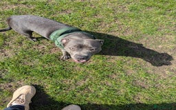 Staffordshire Bull Terrier dogs for sale: Blue female staff for sale  - Image 19
