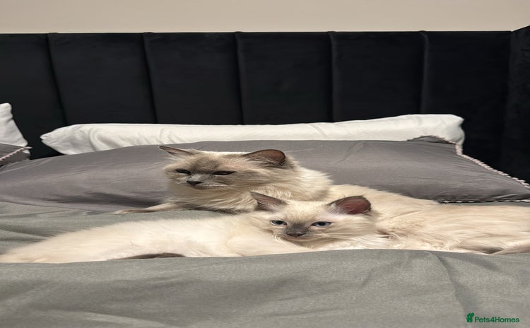 Ragdoll cats - Advert 5