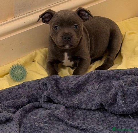 Staffordshire Bull Terrier dogs - Advert 2