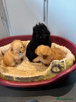 Toy Poodle dogs 2 beautiful toy poodle girls READY SOON - Advert 6