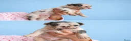 French Bulldog dogs for sale:  Open to offers Beautiful French Bulldog  - Advert 31