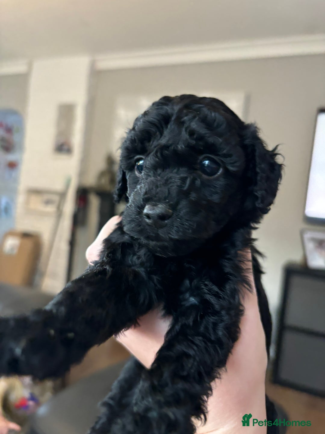 Cockapoo dogs for sale: F2 cockapoo puppies - Image 10