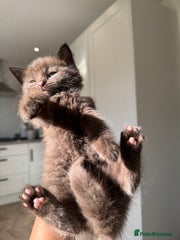 chocolate normal legs