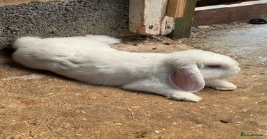Mixed Breed rabbits - Advert 6