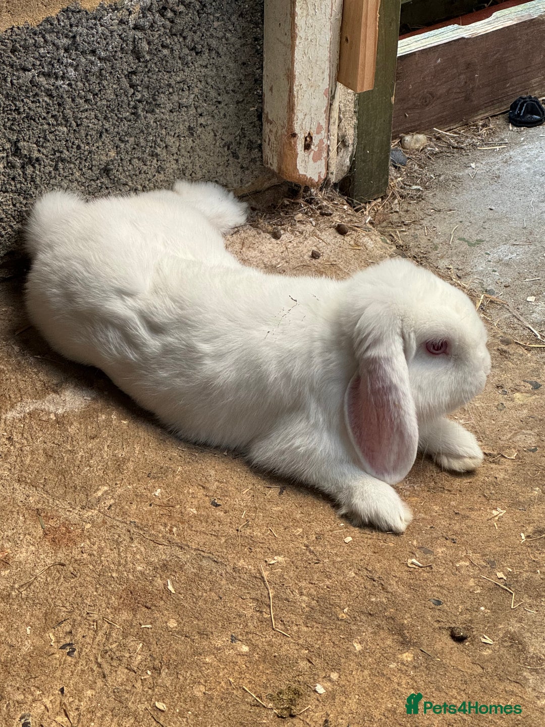 Mixed Breed rabbits for sale:  Purebred Holland Lop  - Image 3
