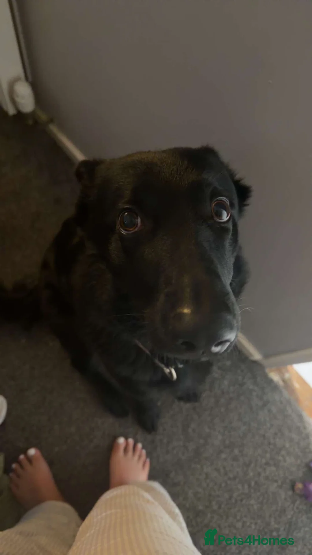 Mixed Breed dogs for sale: Bella - Advert 2