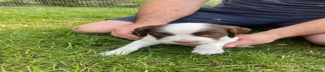 English Springer Spaniel Puppy 5