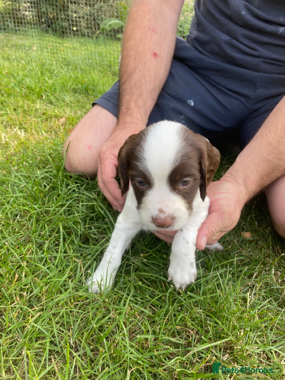 English Springer Spaniel dogs for sale: Exceptional Working & Trialing Lines  - Image 6