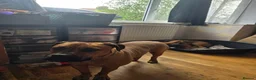 Mixed Breed dogs for sale: 3 year old female crossbreed  - Advert 2