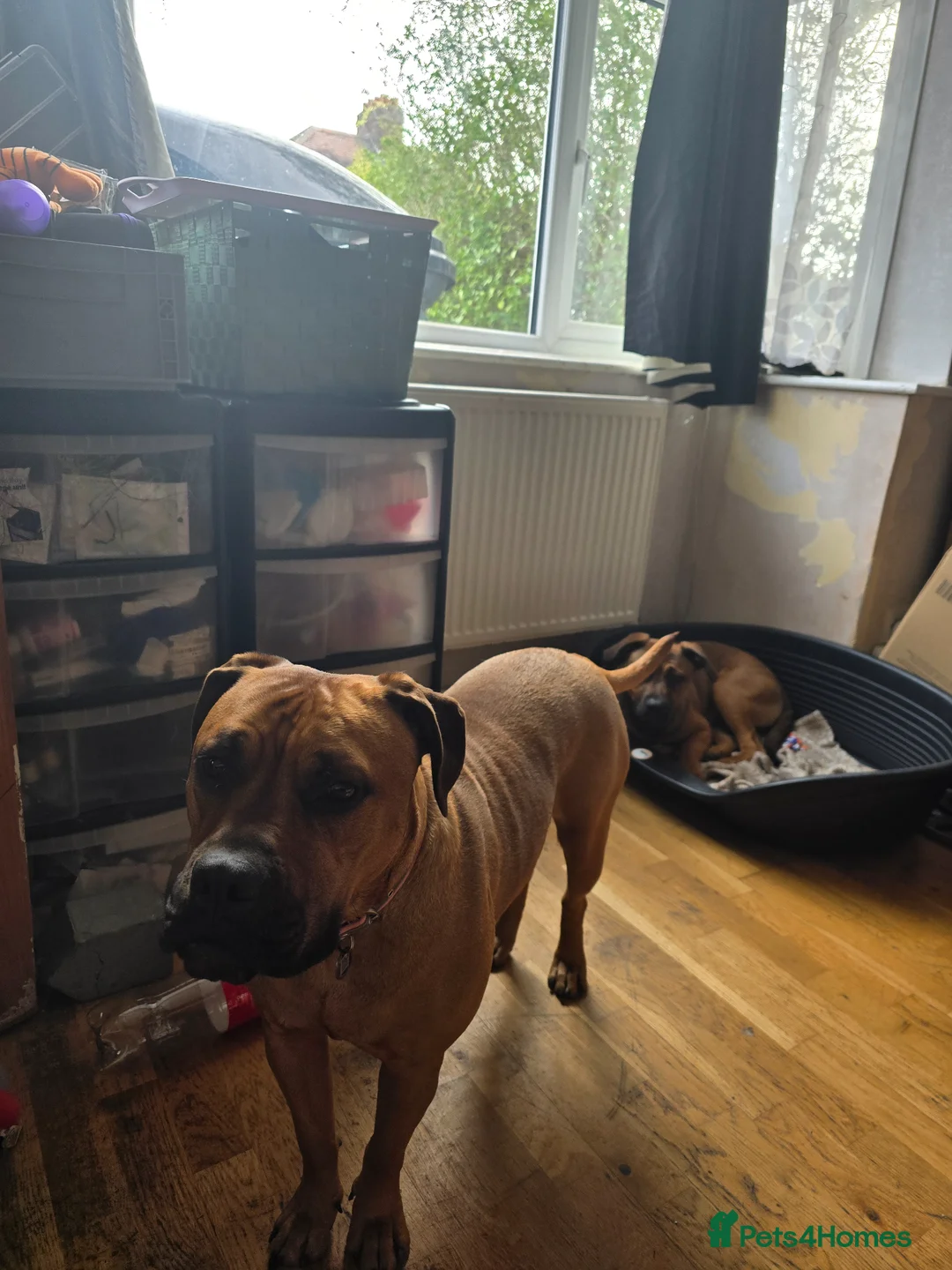 Mixed Breed dogs for sale: 3 year old female crossbreed  - Advert 2
