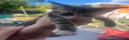 Mixed Breed cats for sale: 9 beautiful kittens - Advert 9