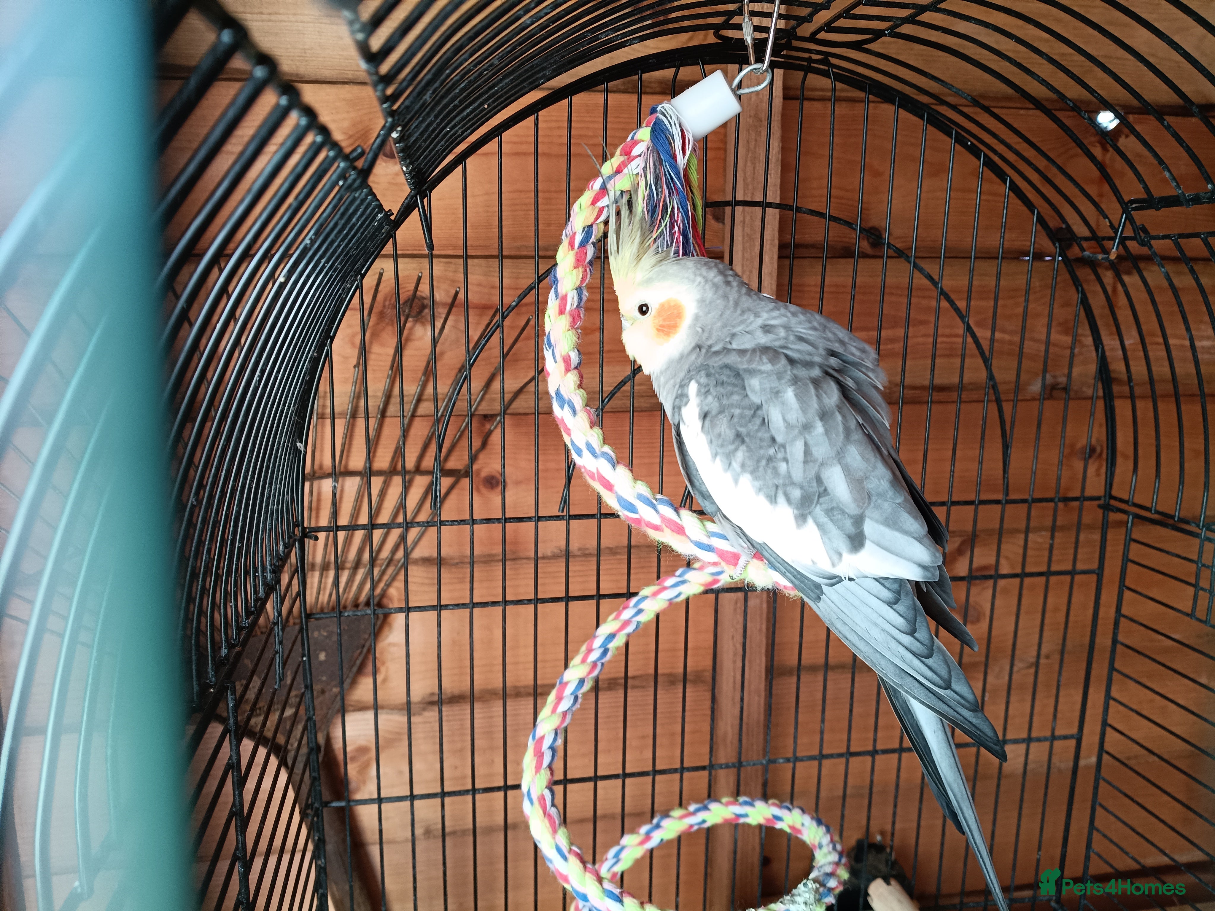 Cockatiels birds Hand tame Cockatiel just over a year old inc cage - Advert 18