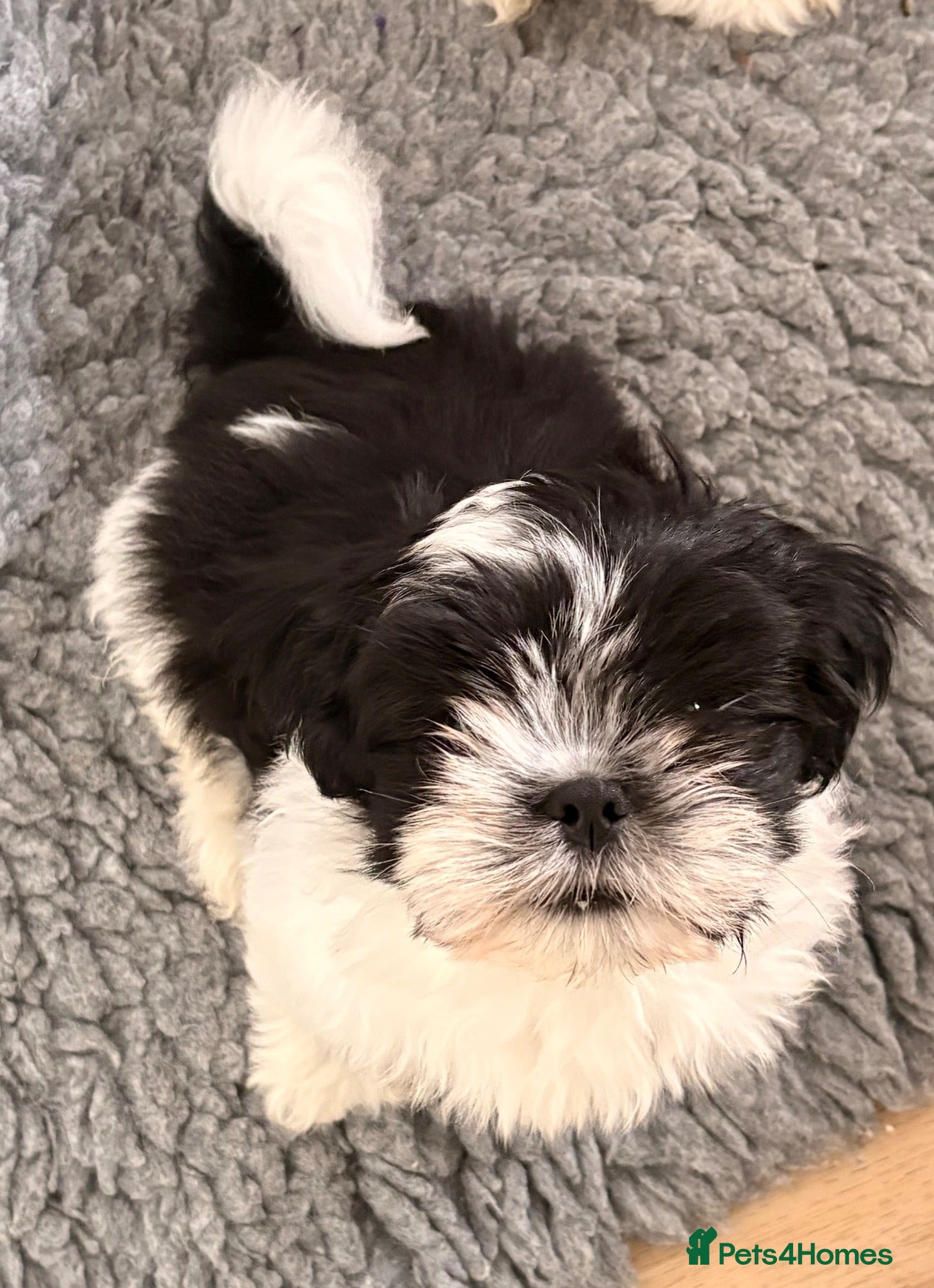 Lhasa Apso dogs Last boy KC Lhasa Apso Puppy - Advert 14