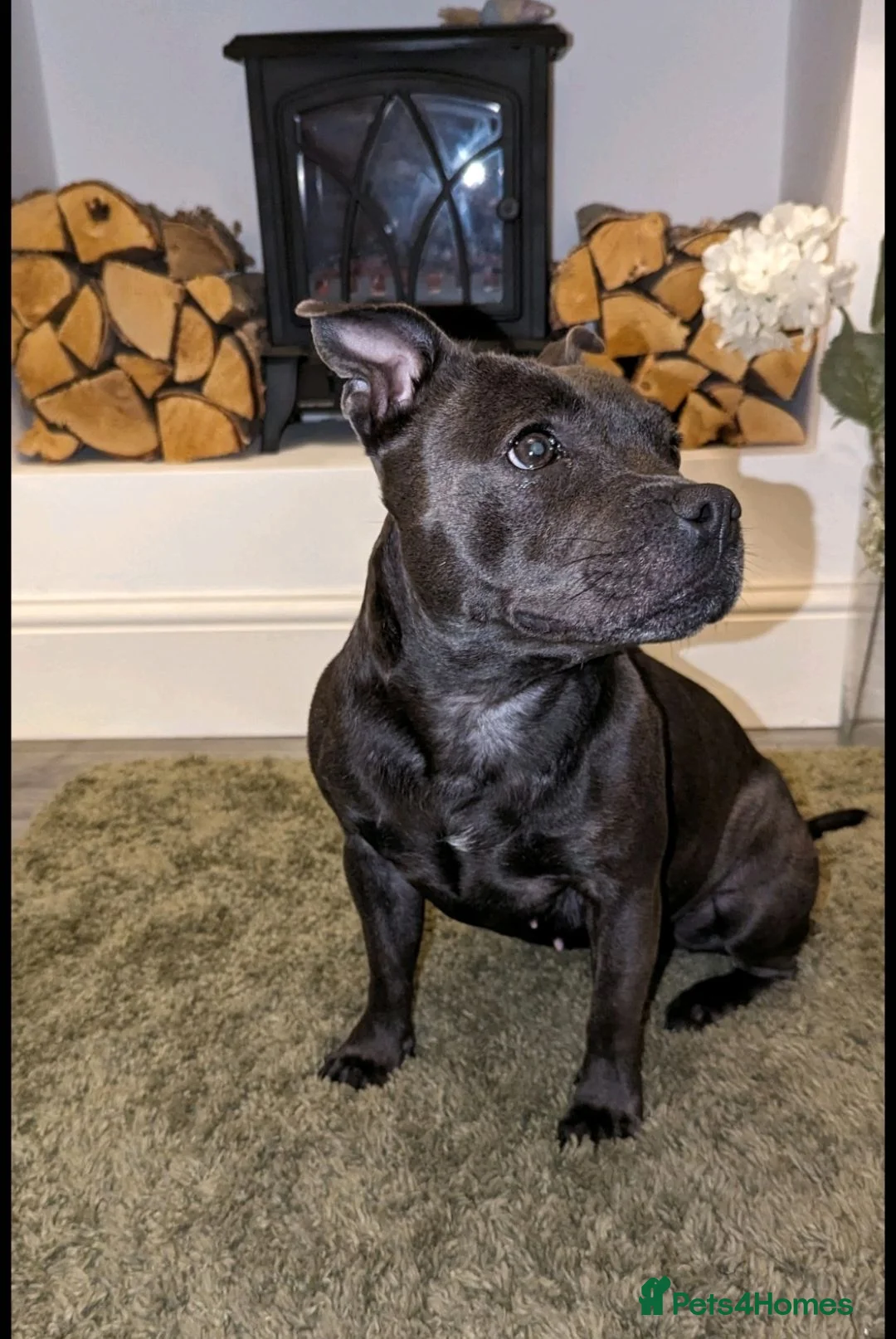 Staffordshire Bull Terrier dogs for sale: TOP QUALITY BLOODLINE STAFFIE PUPPIES - Advert 1