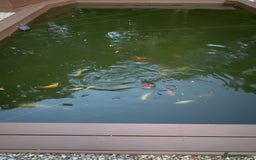 Goldfish fish for sale: Pond gold fish  - Image 1