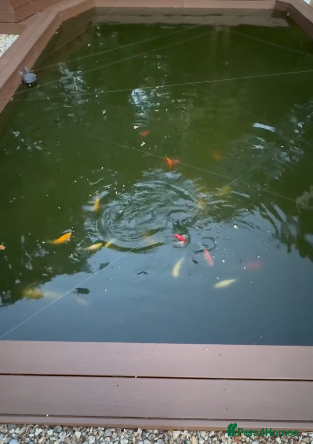 Goldfish fish for sale: Pond gold fish  - Image 1