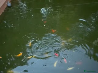 Goldfish fish - Advert 3