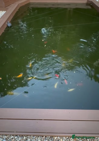 Goldfish fish - Advert 3