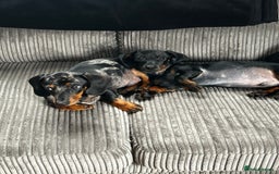 Miniature Dachshund dogs for sale: 8 month old brothers - Image 4
