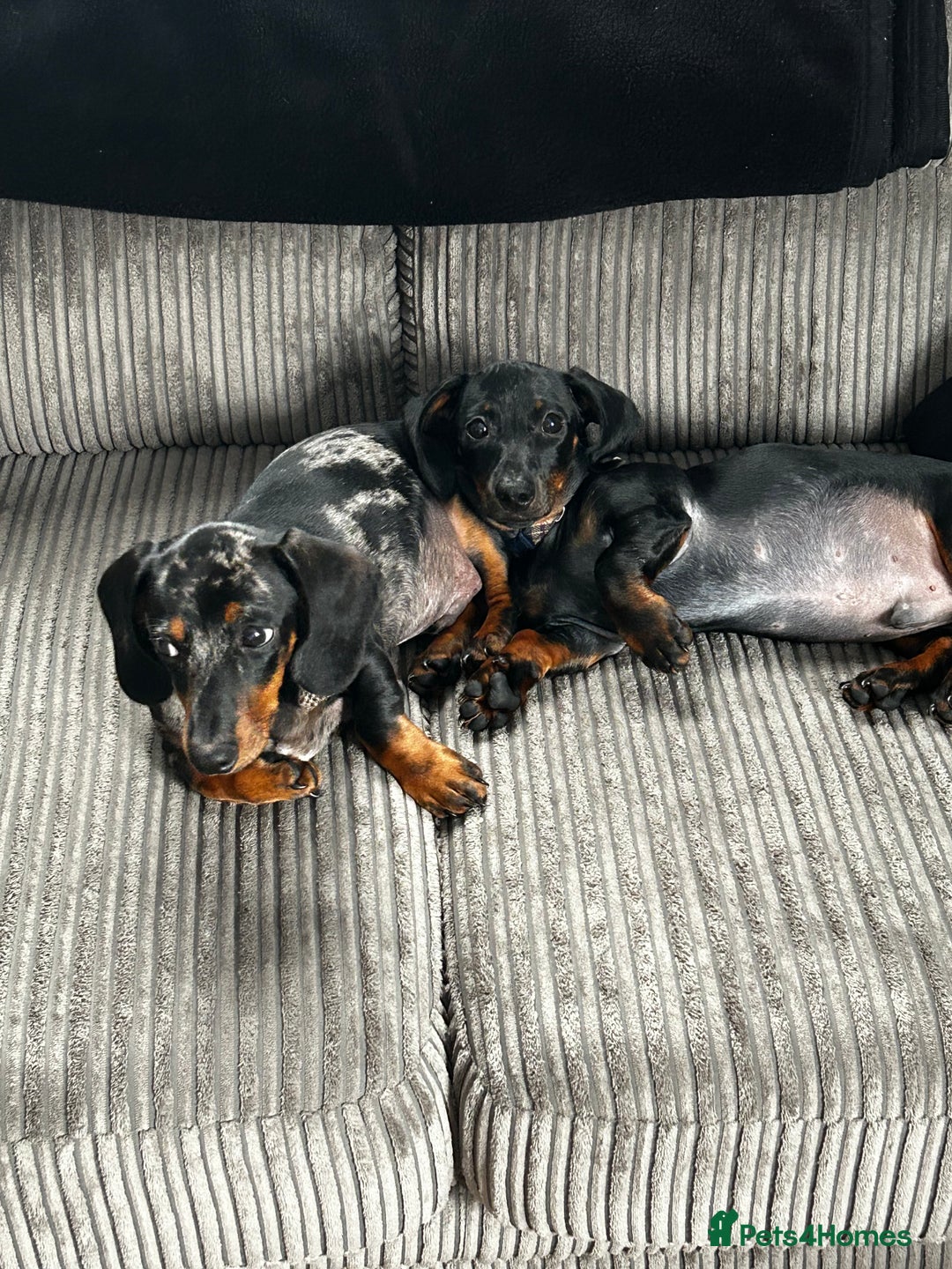 Miniature Dachshund dogs for sale: 8 month old brothers - Image 4