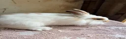 Lionhead rabbits for sale: Beautiful Lionheads  - Advert 5