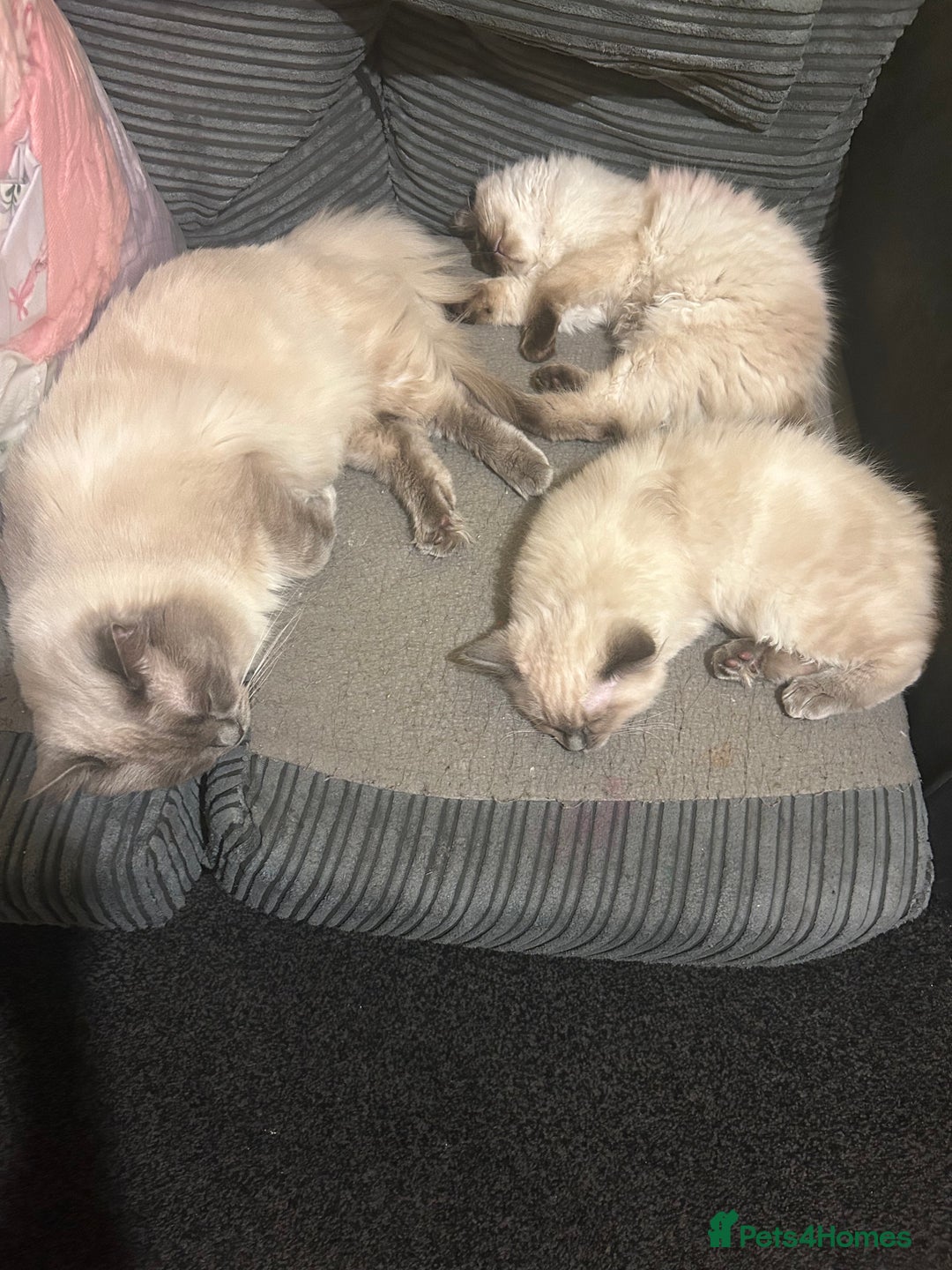 Ragdoll cats for sale: Ragdoll kittens - male - Advert 13