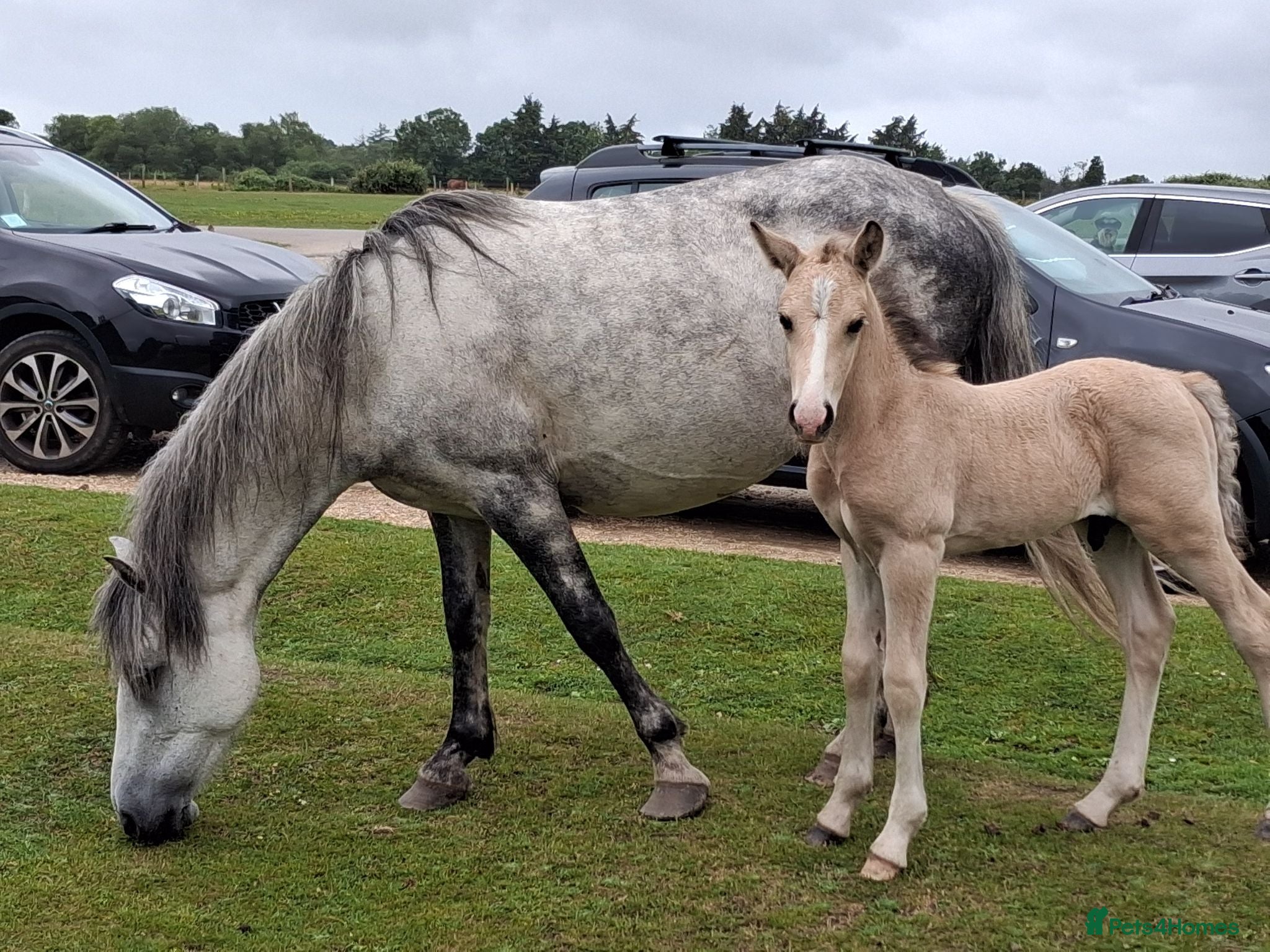 New Forest horses New Forest foals - Advert 2