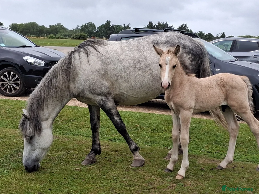 New Forest horses for sale: New Forest foals - Advert 1