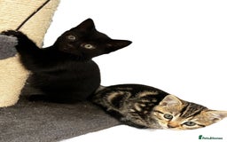 Mixed Breed cats for sale: Moggy kittens - Image 4