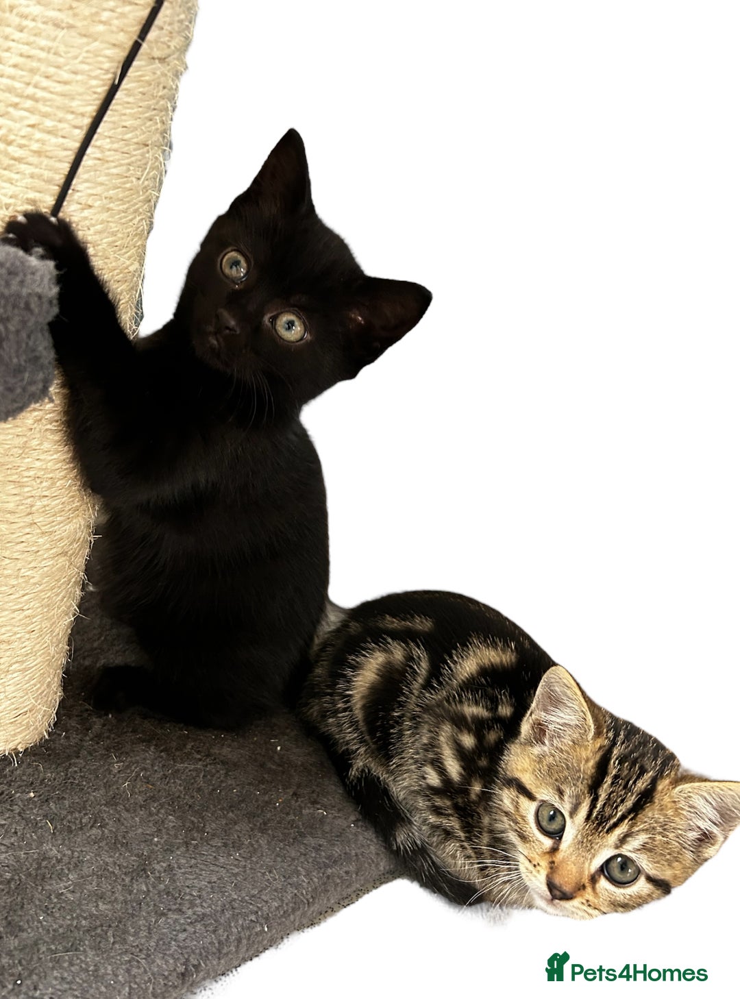 Mixed Breed cats for sale: Moggy kittens - Image 4